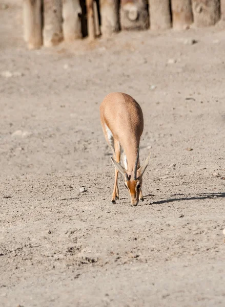 Dorcas Gazelle — Stockfoto