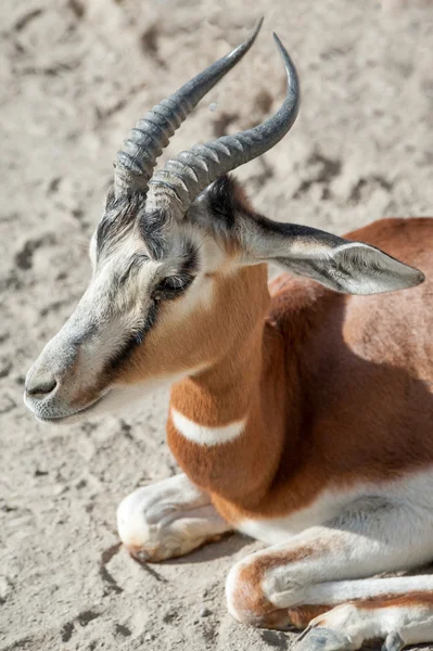 Dama-Gazelle — Stockfoto
