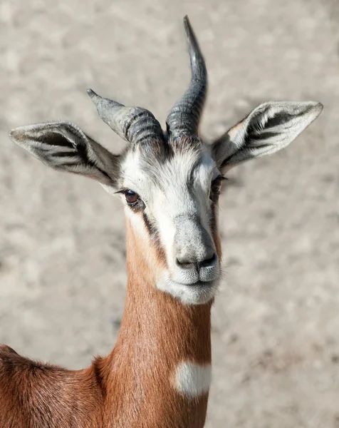 Damagazelle — Stockfoto