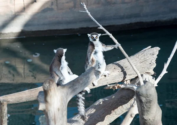 Halka Kuyruklu Lemur — Stok fotoğraf