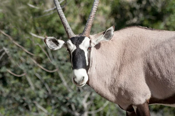 Scimitar Horned Oryx — Stock Photo, Image