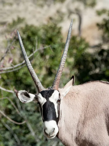 Oryx con cuernos de cimitarra —  Fotos de Stock