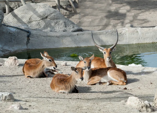 Vattenbock — Stockfoto