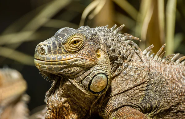 Zielony iguana — Zdjęcie stockowe