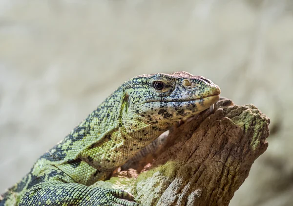 Nijlvaraan — Stockfoto