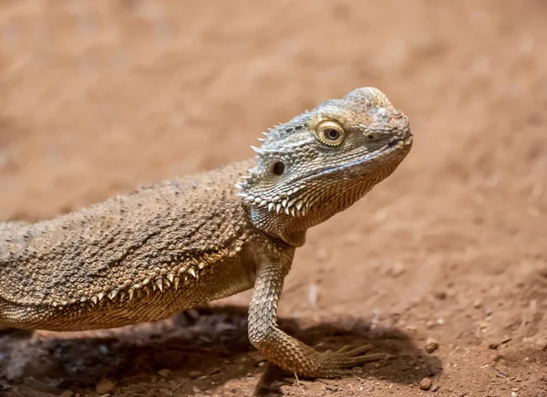 Bearded dragon — Stockfoto