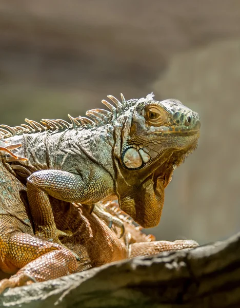 Zielony iguana — Zdjęcie stockowe