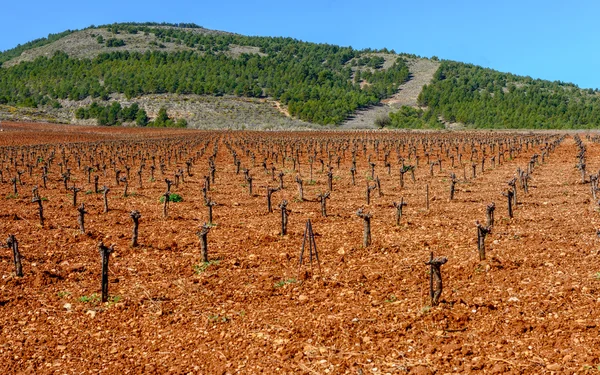 View over a Vineyard looking towards the Sierra Nevada Mountains in the Alpujarras — Stock Photo, Image