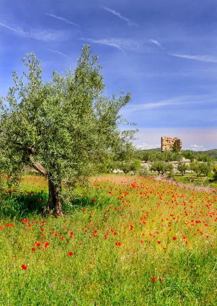 Mohnfeld in der Nähe des Dorfes agres — Stockfoto