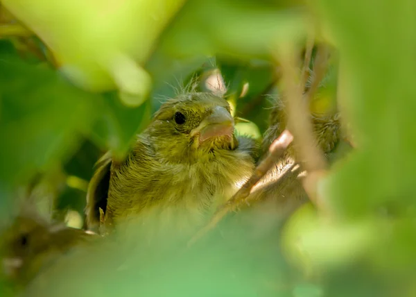 Närbild på en baby Grönfink — Stockfoto