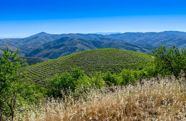 Vinyard near Cadiar Village — Stock Photo, Image