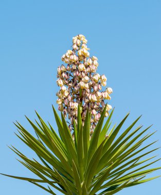 Yucca gloriosa (İspanyolca süngü)