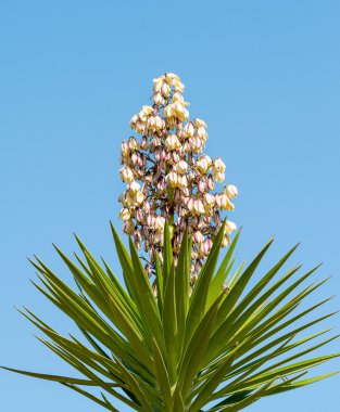 Yucca Gloriosa (Spanish Bayonet) clipart