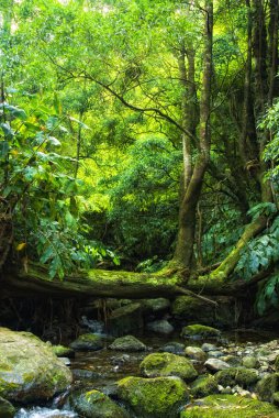 Acores, flores küçük orman Vadisi