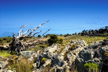 Acores-north coast flores Adası