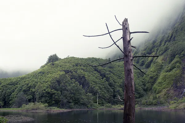 Acores lagoa das patos na ostrově flores — Stock fotografie