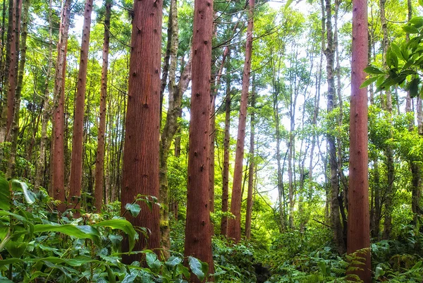 Acores cedrowego lasu na flores — Zdjęcie stockowe