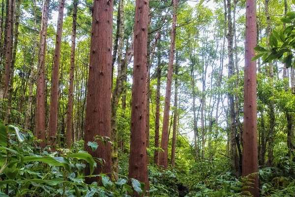 フローレスにアソーレス杉の森 — ストック写真