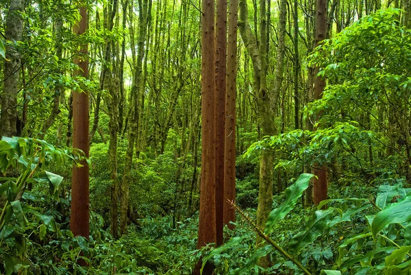 Acores cedar skogen på flores — Stockfoto