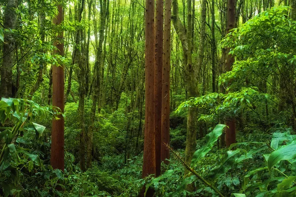 Acores forêt de cèdres sur les flores — Photo