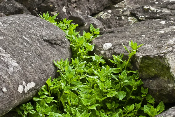Tetragonia bitkiler acores adalar