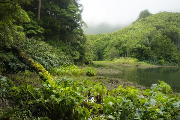 Taro Colocasia esculenta - plantas del archipiélago de acores — Foto de Stock