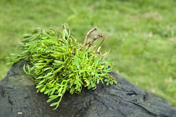 Crithmum maritimum 植物的亚速尔群岛 图库照片