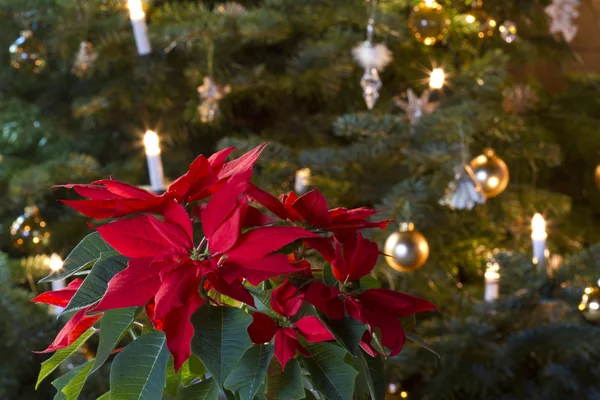 크리스마스 트리 앞에서 겨울 장미 — 스톡 사진