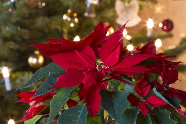 Winterrose - Weihnachtsstern — Stockfoto