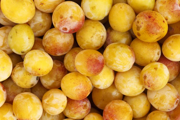 Mirabelles - Recién recogidos — Foto de Stock