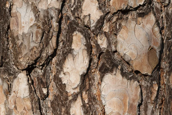 Tree Bark Macro — Stock Photo, Image