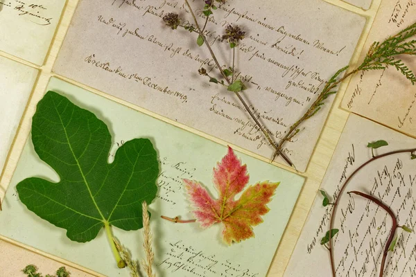 Vegetabiliskt Stilleben Med Blad Och Örter Framför 19Th Century Letters — Stockfoto