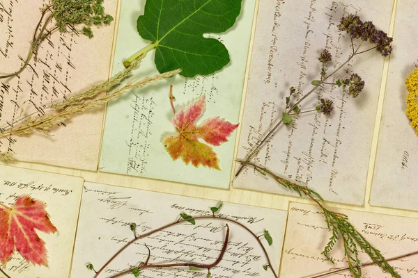 Gemüsestillleben Mit Blättern Und Kräutern Vor Briefen Aus Dem Jahrhundert — Stockfoto