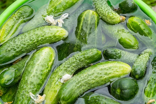 Cucumbers in water — Stock Photo, Image