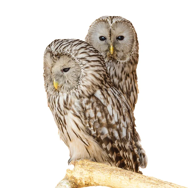 Ural Owl — Stock Photo, Image