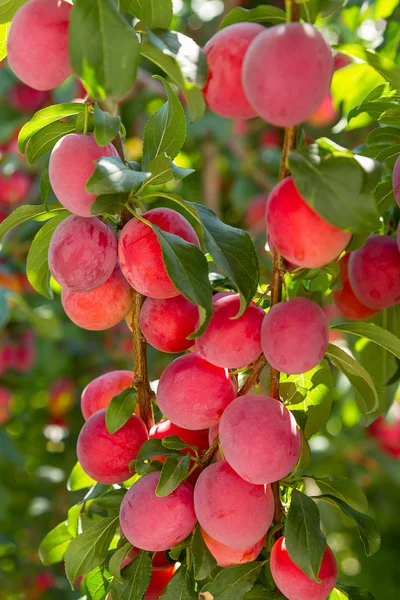 Rote Kirschpflaume — Stockfoto