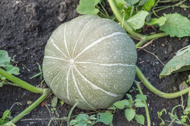 bahçede büyük yeşil kabak