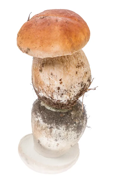 Porcini mushroom — Stock Photo, Image
