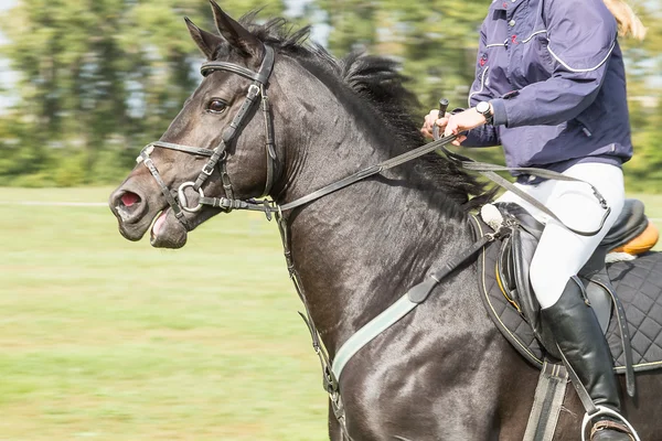 Stegrande svart häst — Stockfoto