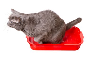 kedi tuvalet