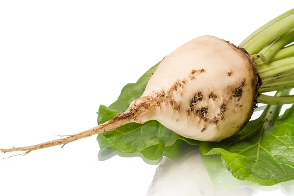 Sugar beet — Stock Photo, Image