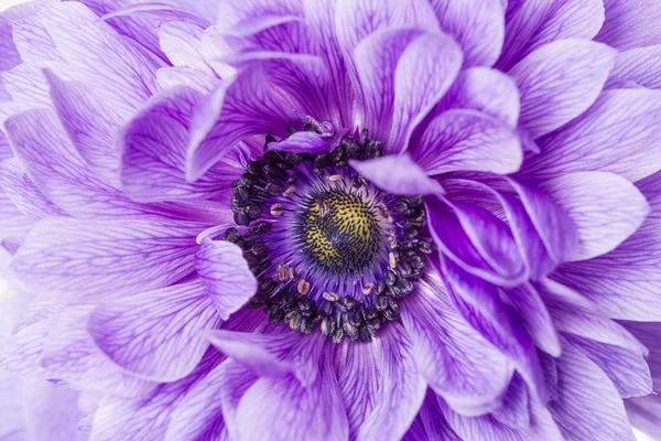 Paarse bloem macro — Stockfoto