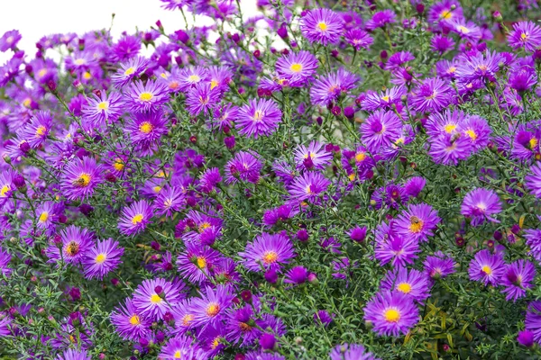 Bush small purple chrysanthemums — Stock Photo, Image