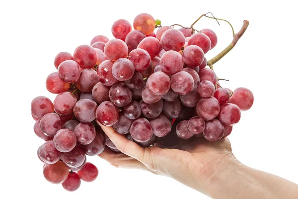 Red grapes in the palm — Stock Photo, Image