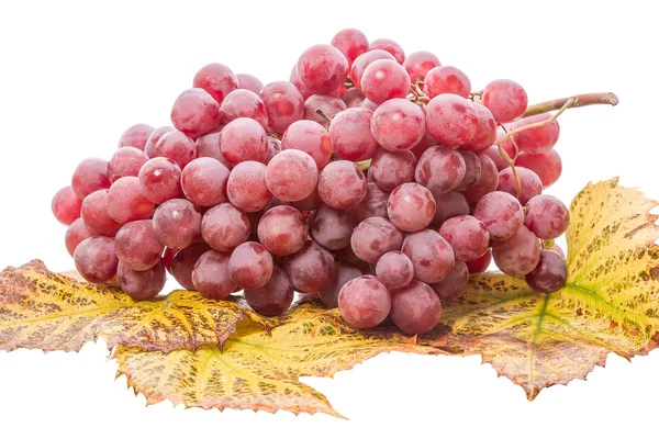 Red grapes on leaves — Stock Photo, Image