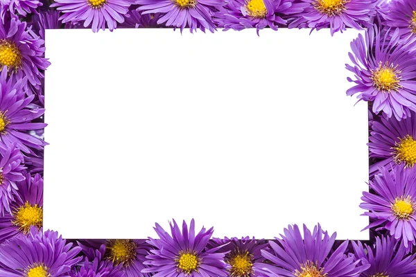 Rám / okraj fialové květy — Stock fotografie