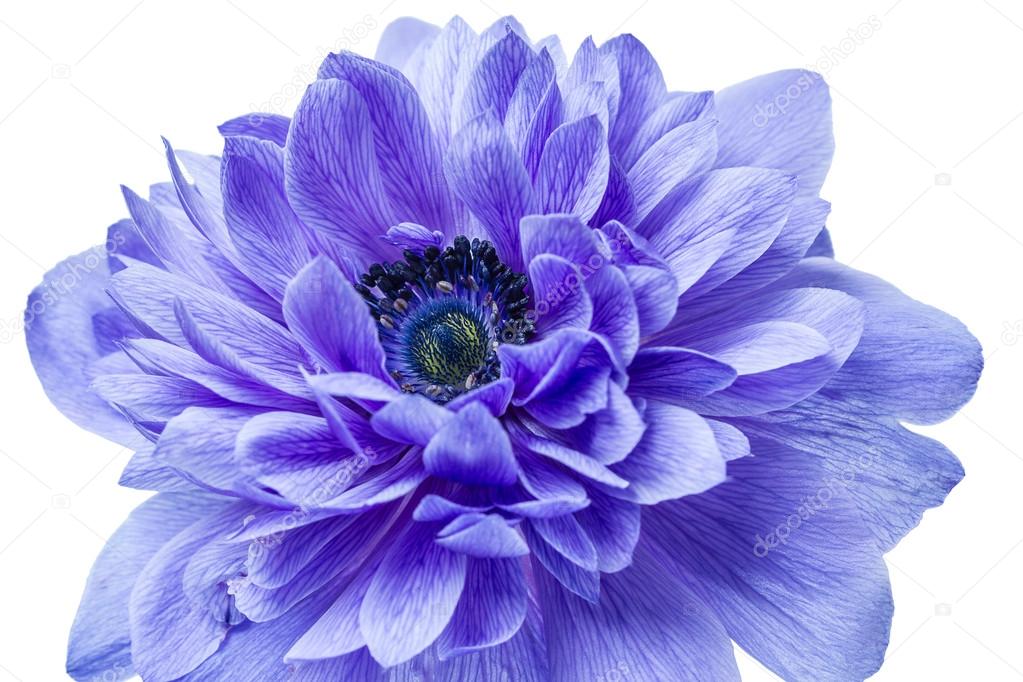 Blue Flower closeup