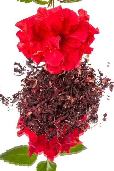 Flor y té de hibisco — Foto de Stock