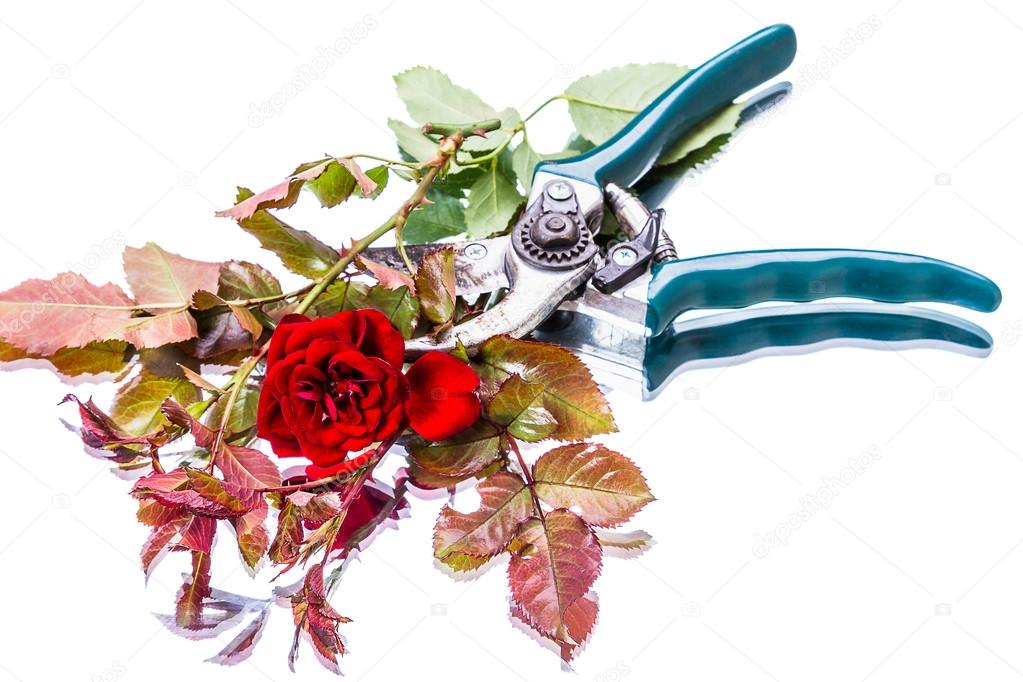 Garden pruner and red rose