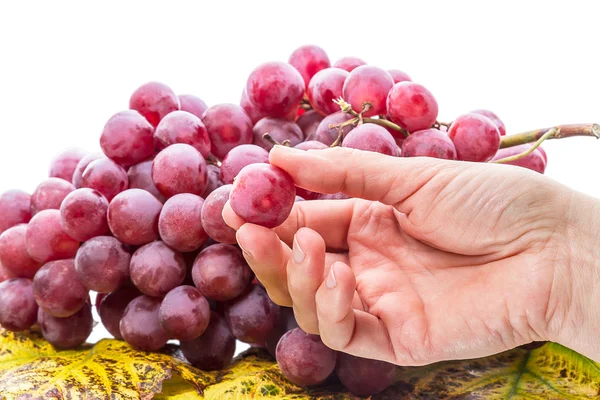 Main avec un raisin — Photo